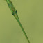 Needle fish
