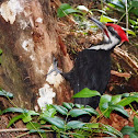 Pileated Woodpecker