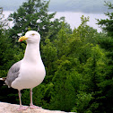 Herring Gull