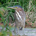 Green Heron