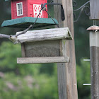 Tufted Titmouse