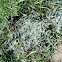 Cotton thistle