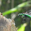 Parasitic Orchid bee