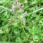 Henbit