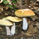Mushroom
