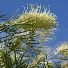 Grevillea robusta