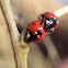 Lady bug