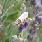 Exposed bird-dropping moth