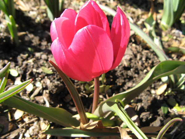 dwarf red tulip