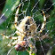 araña