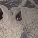 American Cliff Swallow