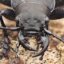 Greater Night-stalking Tiger Beetle
