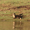Smooth coated otters