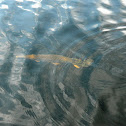 Alligator Gar