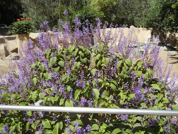 Spotting Image 1