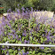 Plectranthus