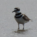 Killdeer