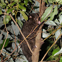 Short-eared Possum