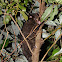 Short-eared Possum