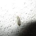 Green Insect