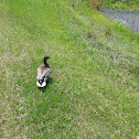 Mallard Duck and Mottled Duck