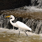 great egret
