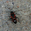 Small Milkweed Bug