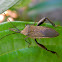 leaf-footed bug