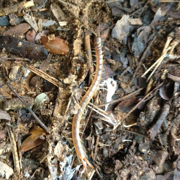 Spotting Image 1