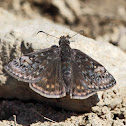 Juvenile's Duskywing