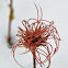 Geum montanum/Benoîte des montagnes