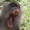 Long tailed macaque