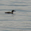 Great Northern Loon