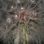 Yellow Salsify