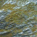 Lichen