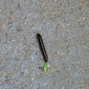 Eastern Tent Caterpillar