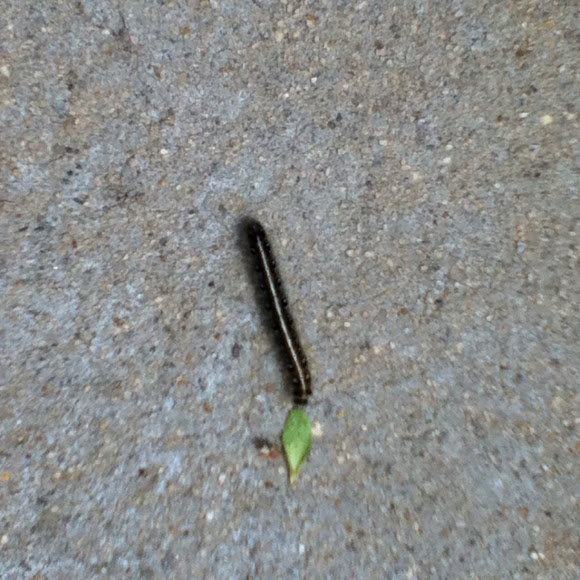 Spotting Image 1