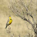 Western Meadowlark