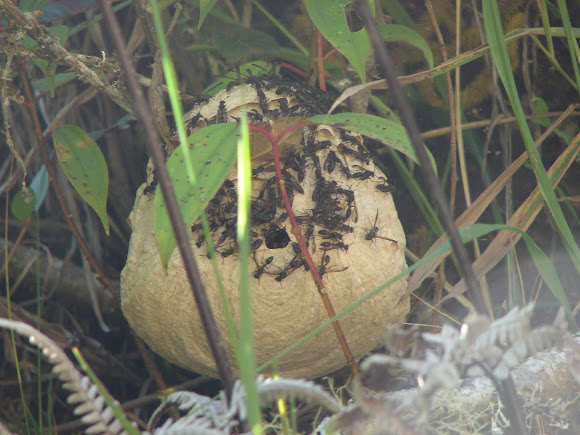 Spotting Image 1