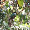 Green Tailed Jacamar