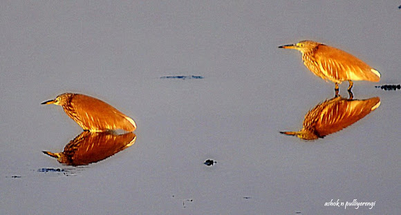 Spotting Image 1