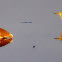 Little Bitterns