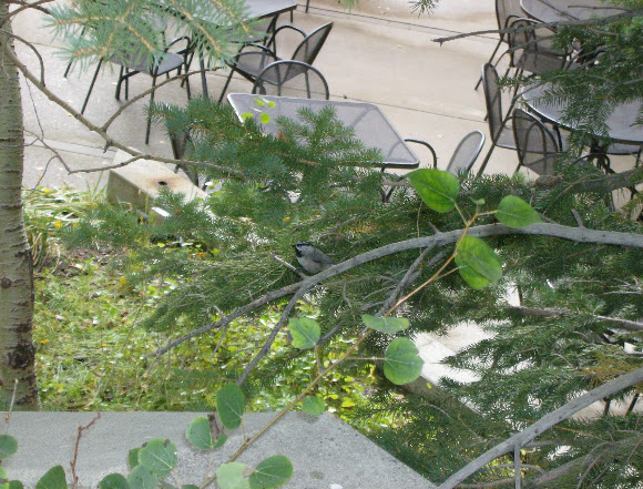 Spotting Image 1