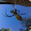Garden spider