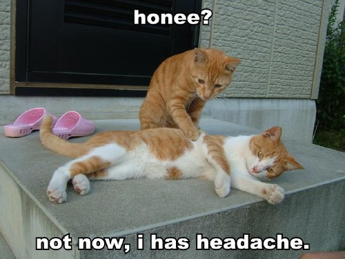 lolcat-honee-not-now-i-has-headache.jpg