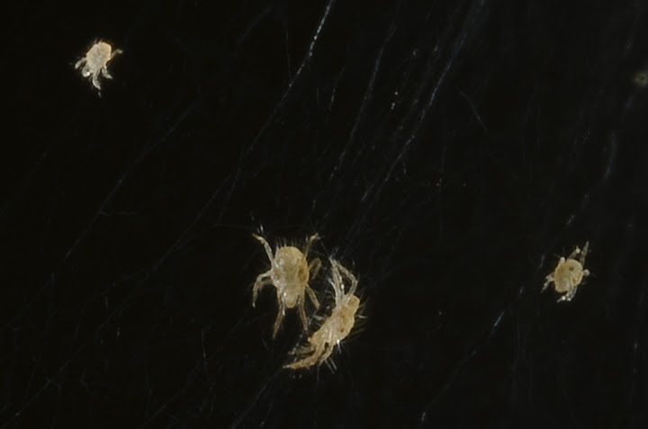 IMAGE: http://lh5.ggpht.com/Lavanut/SHfa79tuWUI/AAAAAAAABUY/9MxkxBzOZxs/IMG_9079.jpg?imgmax=720