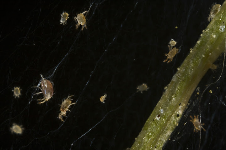 IMAGE: http://lh5.ggpht.com/Lavanut/SHfa9OnJpTI/AAAAAAAABUg/wu0OTfreO20/IMG_9114.jpg?imgmax=720