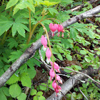 Bleeding-Heart