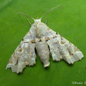Noctuid Moth