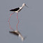 Black-winged Stilt